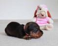 /album/fotogalerie-vrhu-i/i-litter-3-weeks-ivory-017-jpg/
